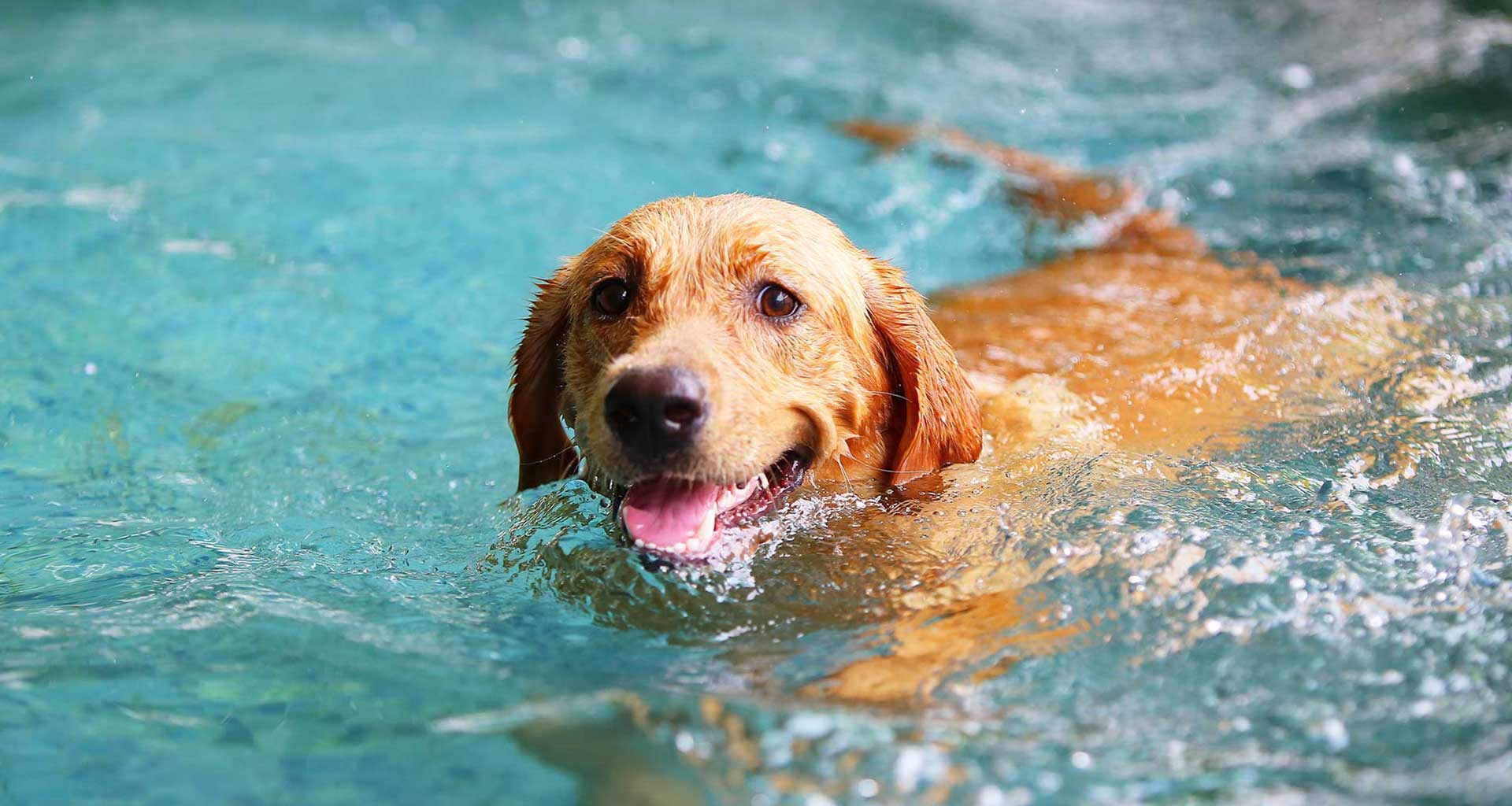 Summer safety tips for your pets