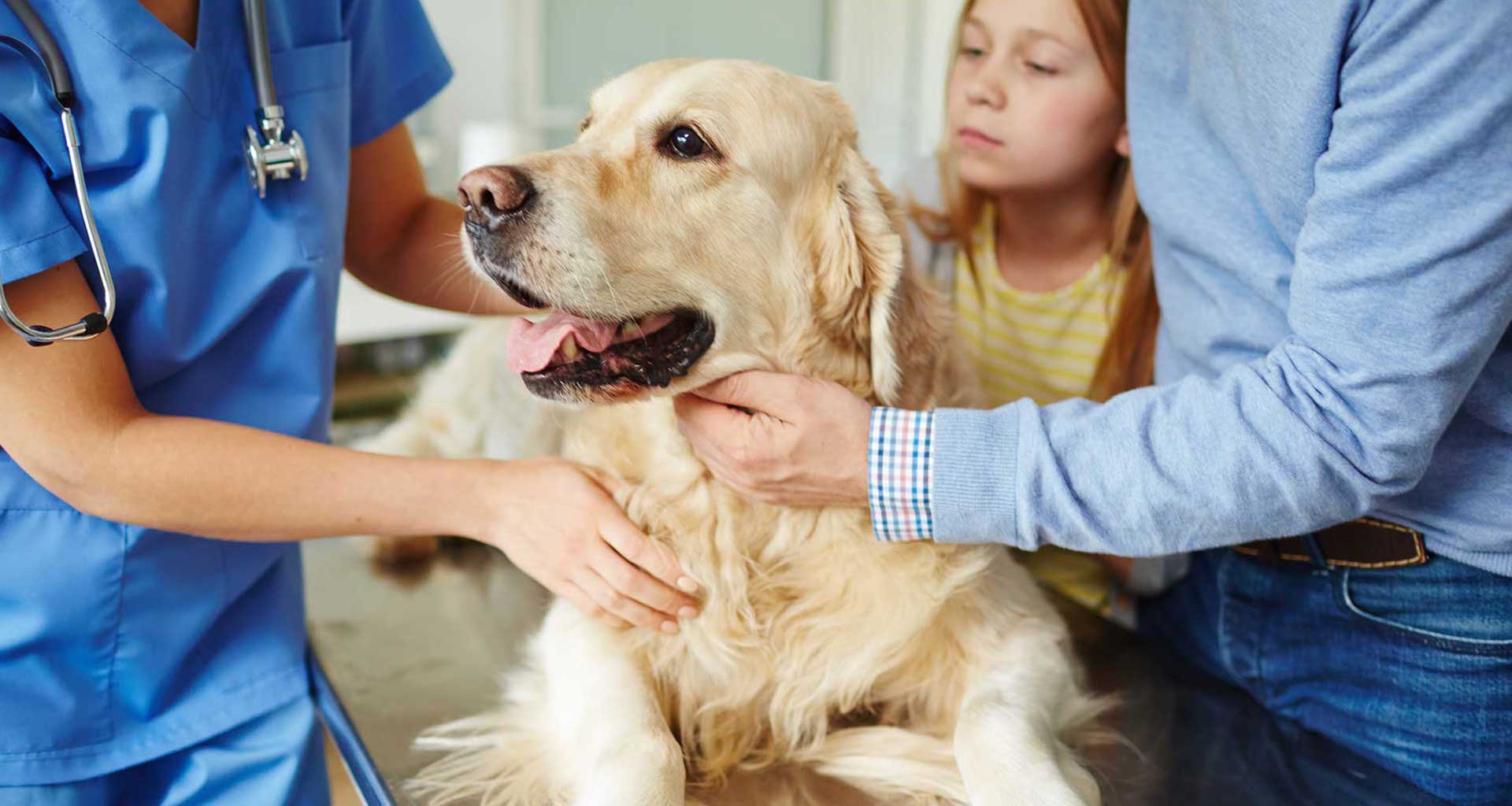The Importance of Vaccinations for your Pet